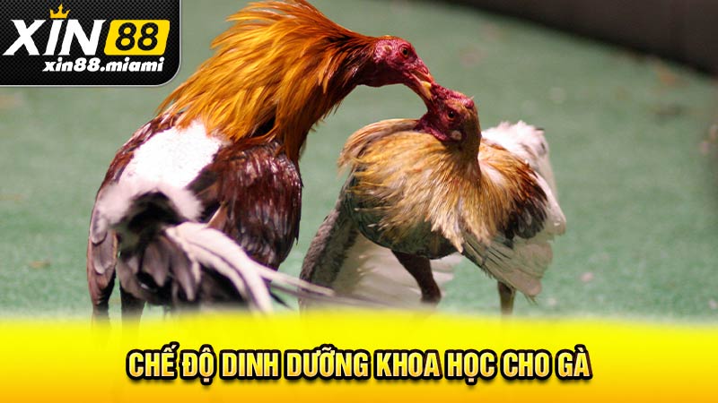 Chế độ dinh dưỡng khoa học cho gà thế nào?