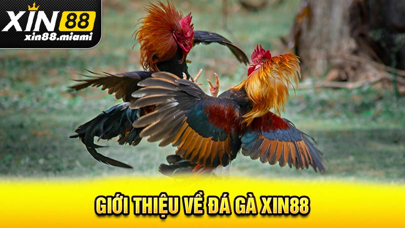 Giới thiệu về đá gà Xin88