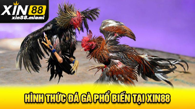 Hình thức đá gà phổ biến tại Xin88