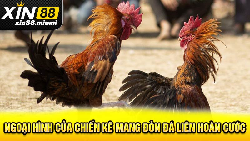 Ngoại hình của chiến kê mang đòn đá liên hoàn cước